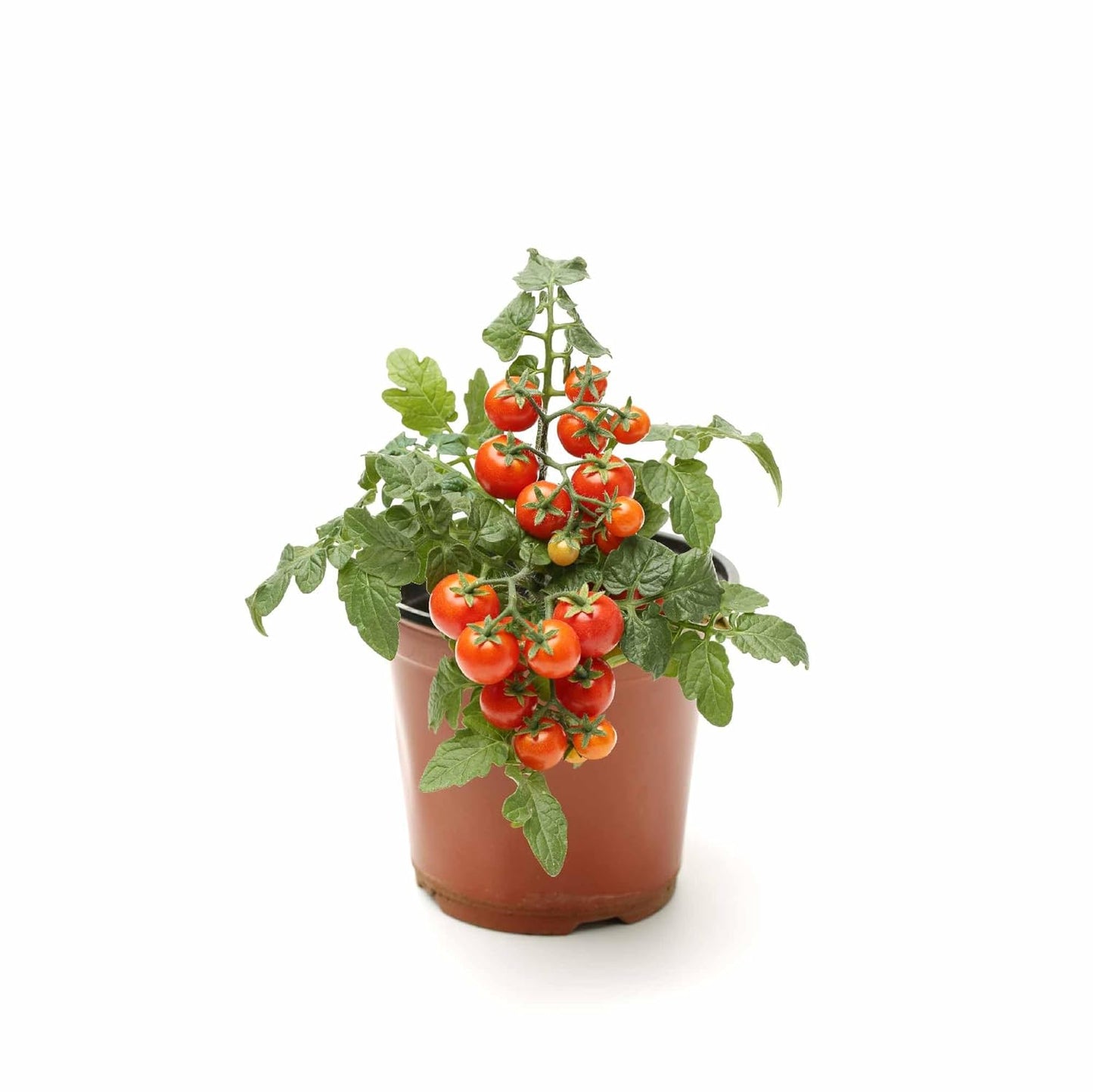 UGAOO Cherry Tomato Vegetable Seeds (Red, Pack of 200mg, 50 Seeds)