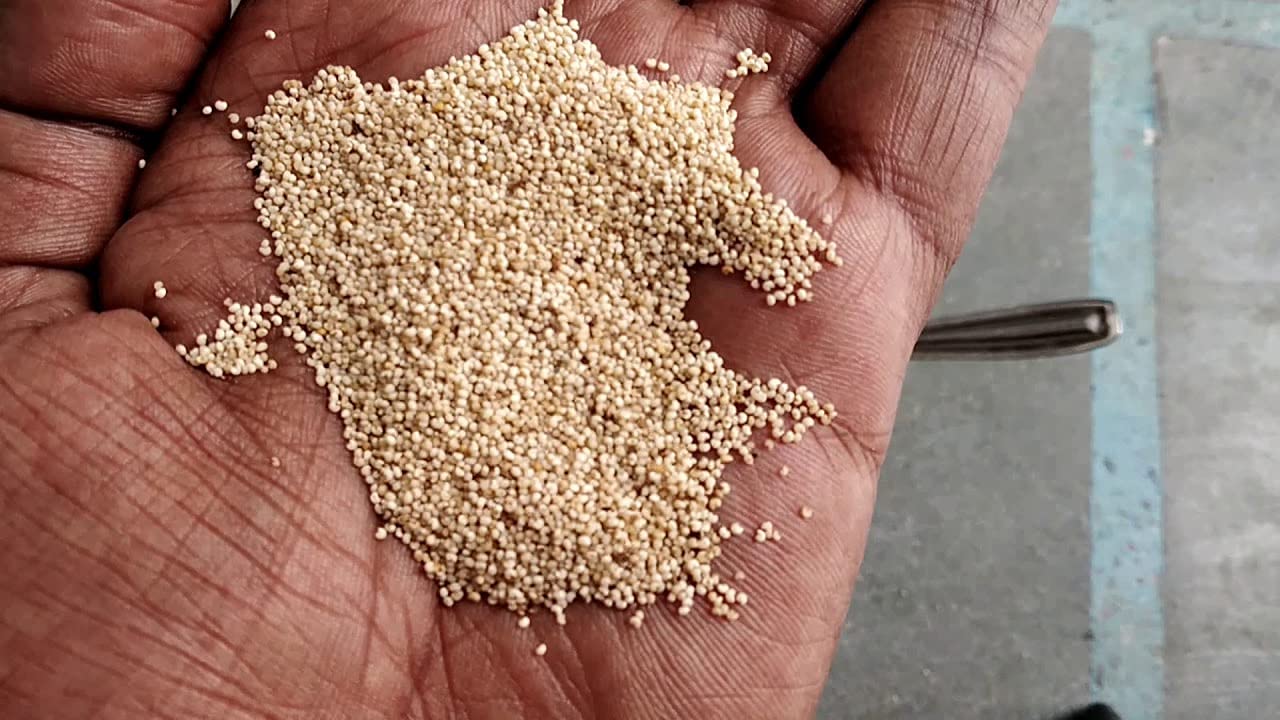 Hand holding a small amount of light-colored seeds with a blurred background