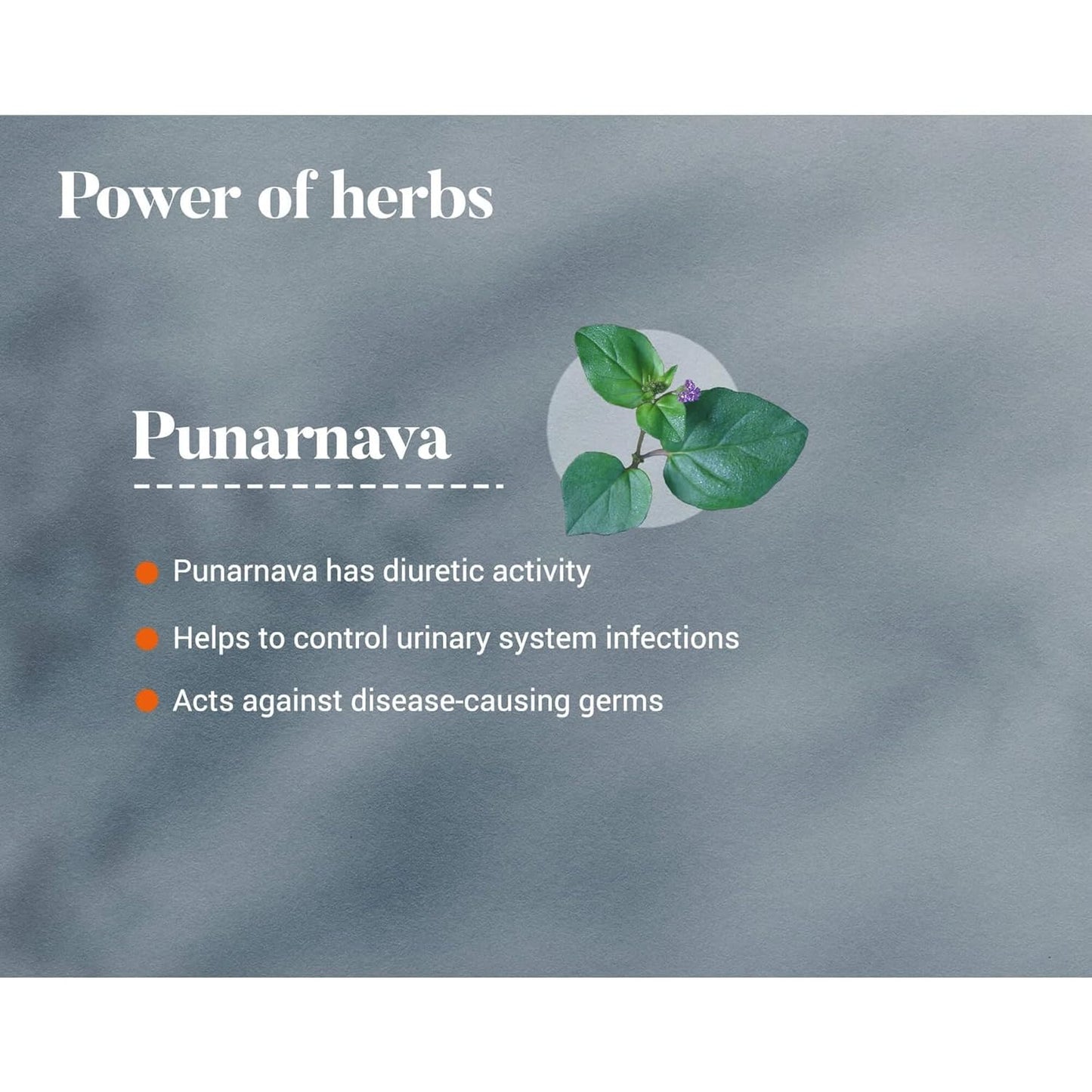 Promotional graphic about Punarnava with text and a plant icon on a gray background