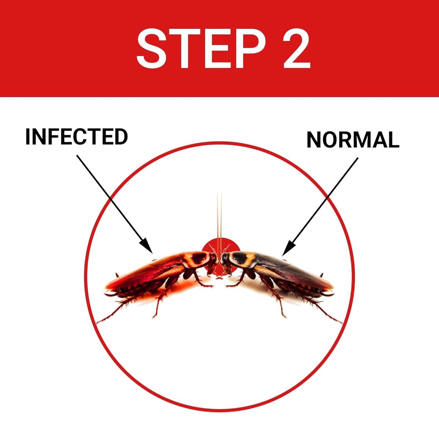 Cockroach Dot Cockroach Killer - Pest Control (Anti Cockroach Gel - Pack Of 1-20 Gms)