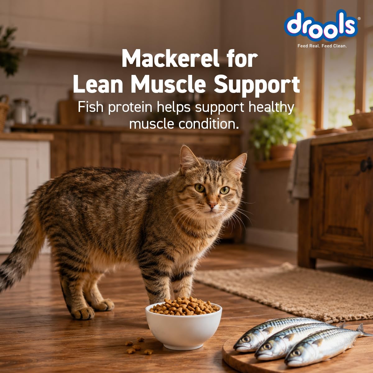 Drools Adult Dry Cat Food 1.2kg Pack | Mackerel Flavour | Enriched with Essential Nutrients | Supports Skin & Coat | Complete Nutrition | Aids Digestion | Promotes Growth