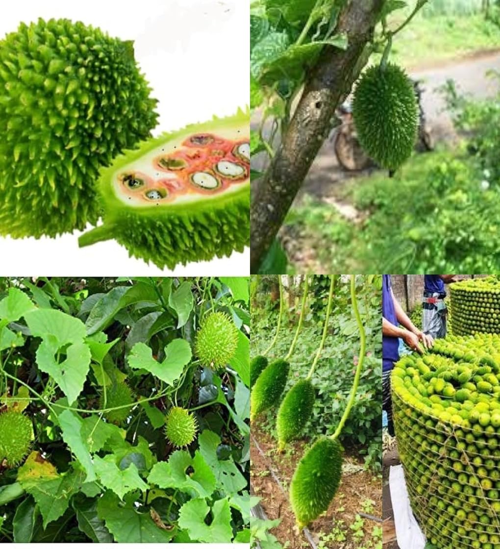 Kantola seeds desi bez, Kankoda Hybrid Kakadi Spiny gourd seeds pach of 10