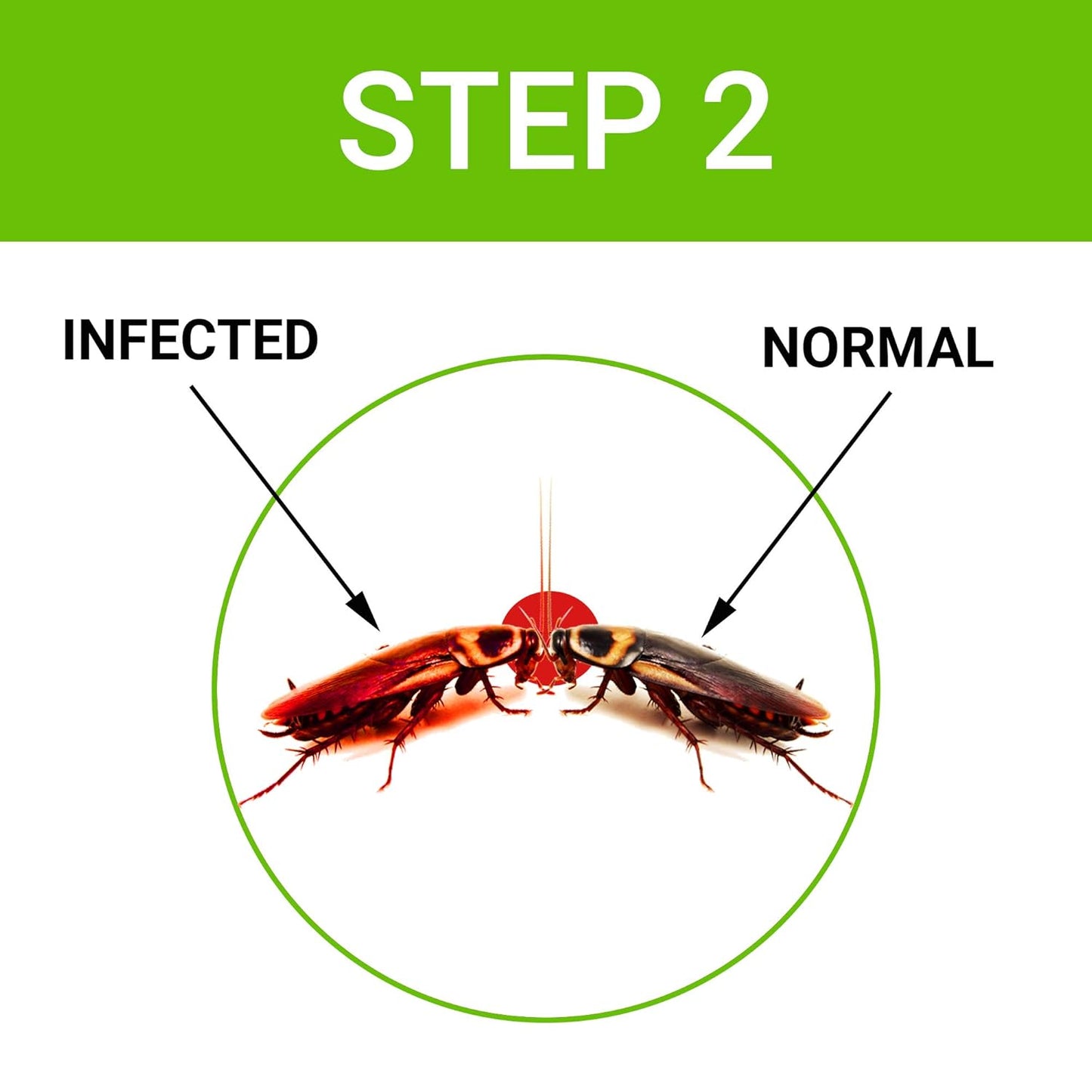 Cockroach Dot | Anti Cockroach gel with Neem extract(40gram) | Roach control | gel Bait with Easy to Use Injection