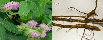 Namo Organics - Touch Me Not Plant Root Powder - 100 gm Mimosa Pudica | Lajjalu | Lajwanti 100gm