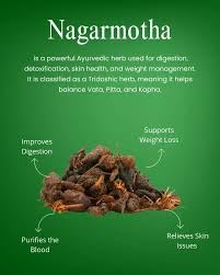namo organics - Nagarmotha Root 100gm (Raw) | Nagarmotha | Cyperus Rotundus Rhizome | Cyperus Rotundus Rhizome - Nut Sedge Root - Pure & Natural (100 Grams)