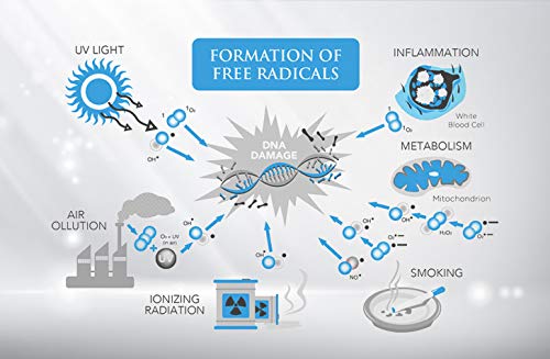 Diagram showing the formation of free radicals with various contributors.