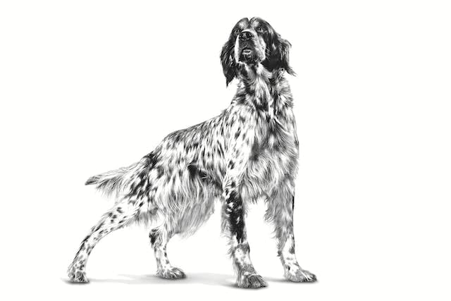 Royal Canin Satiety Weight Management (V-Diet), 1.5 kg Dry Adult Dog Food