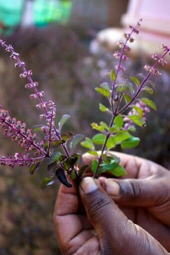 Namoorgaincs- Tulsi Seeds For eating - 150g - Manjari beej For Weightloss - Shyama Tulsi (Edible) - Krishna Basil Seeds
