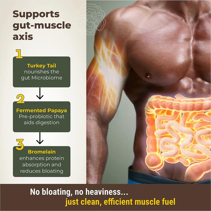 Diagram showing benefits of Turkey Tail, Fermented Papaya, and Bromelain on gut-muscle axis with a muscular figure and glowing intestines.