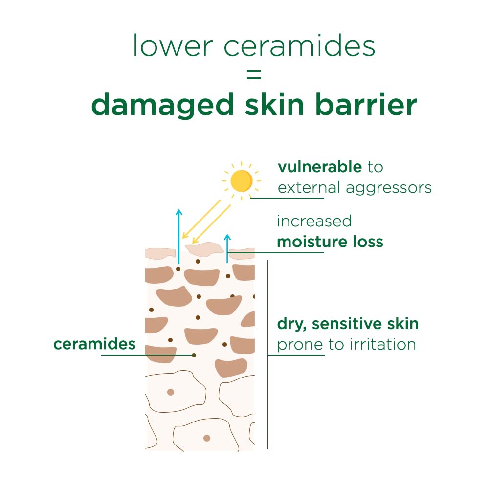 Diagram showing the relationship between ceramides and a damaged skin barrier.