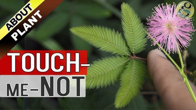 Namo Organics - Touch Me Not Plant Root Powder - 100 gm Mimosa Pudica | Lajjalu | Lajwanti