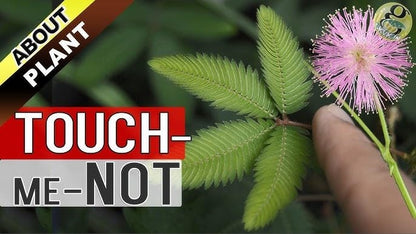 Namo Organics - Touch Me Not Plant Root Powder - 100 gm Mimosa Pudica | Lajjalu | Lajwanti