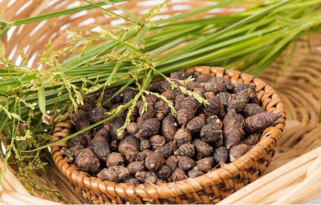 namo organics - Nagarmotha Root 100gm (Raw) | Nagarmotha | Cyperus Rotundus Rhizome | Cyperus Rotundus Rhizome - Nut Sedge Root - Pure & Natural (100 Grams)