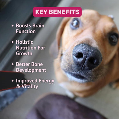Absolut Pet 12-in-1 Multivitamin Dog Chews, Bone & Muscle Care | 30 Count | 12-in-1 formula with vitamins A, D, E, K, biotin & zinc to support bones, muscles, energy & daily health in dogs.