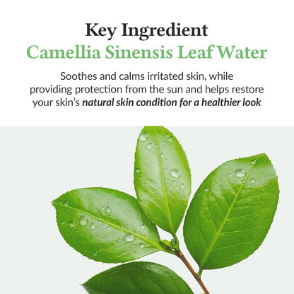 Camellia Sinensis leaf with water droplets and text about its benefits on a white background