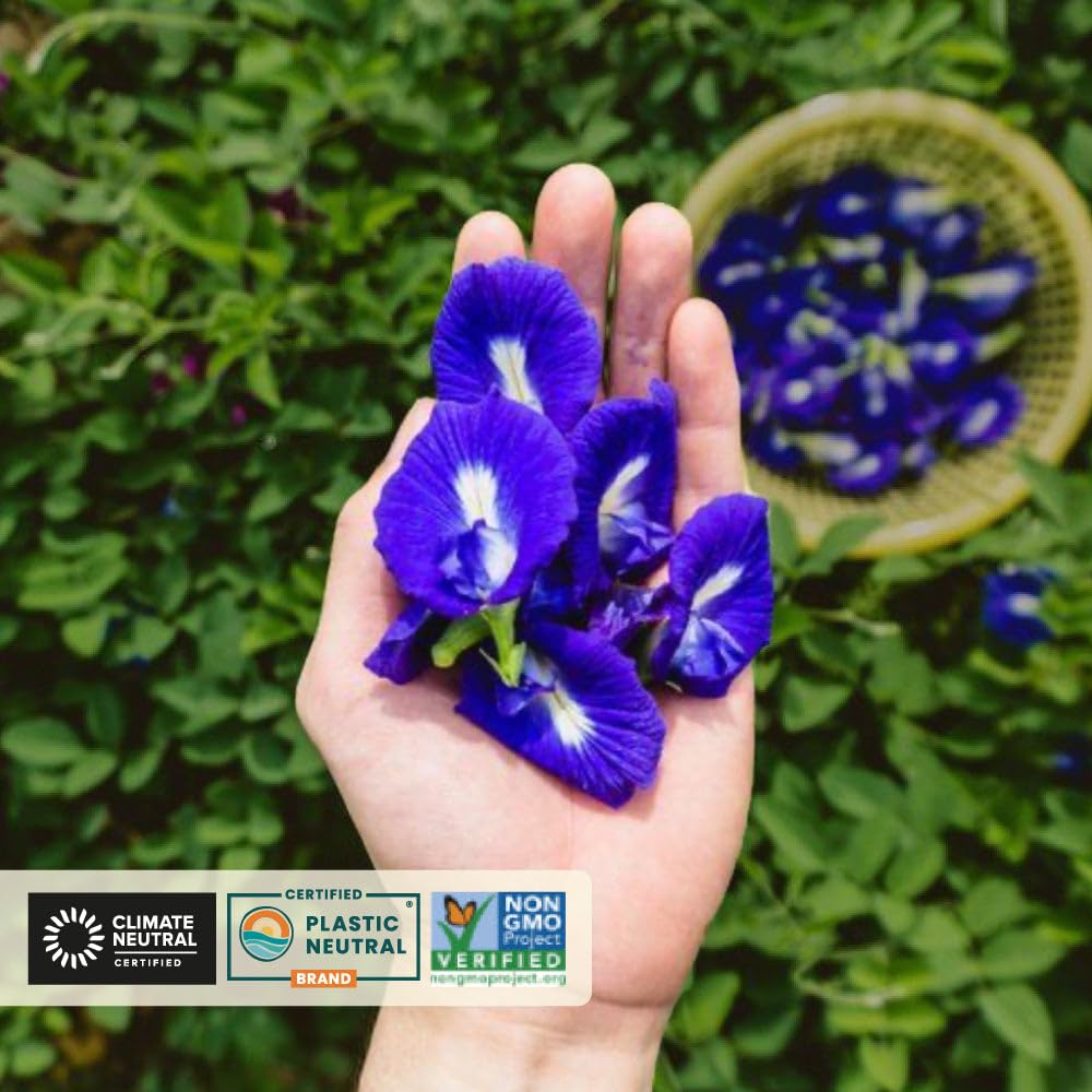 VAHDAM Butterfly Pea Flower Loose Leaf Tea | 50g Pure Dried Butterfly Flower | Color-Changing Blue Butterfly Tea, Caffeine-Free Antioxidant Herbal Infusion | For Mocktails & Cooking