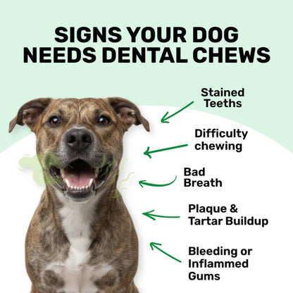 Absolut Pet Dental Chews for Dogs, Plaque, Tartar & Breath Aid | 30 Chews | Daily dental chews that reduce plaque & tartar build-up, freshen breath & support healthy gums in dogs.
