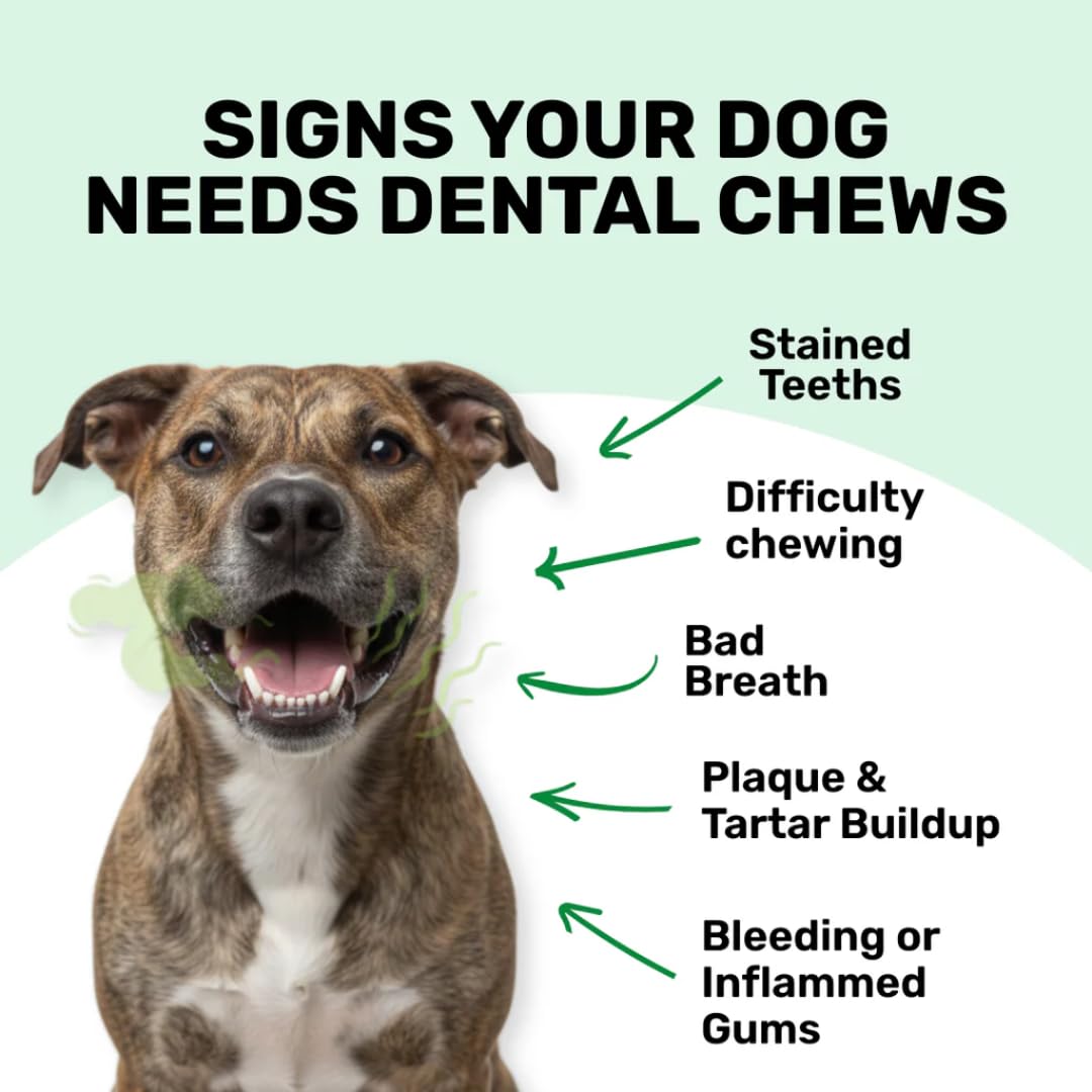Absolut Pet Dental Chews for Dogs, Plaque, Tartar & Breath Aid | 90 Chews | Daily dental chews that reduce plaque & tartar build-up, freshen breath & support healthy gums in dogs.
