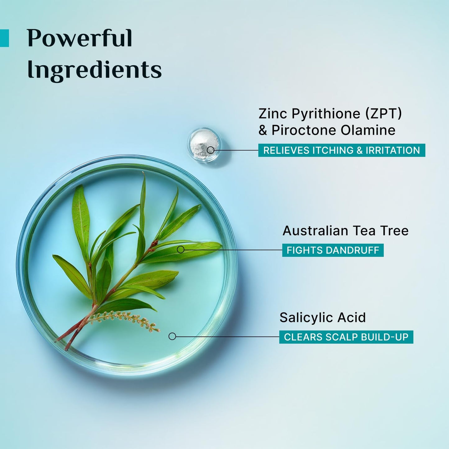 Pilgrim Australian Tea Tree Anti-Dandruff Unscented Conditioner For All Hair Type 200 millilitre | Smoothens Strands & Detangles Hair | Fights and Prevents Dandruff | For Men & Women