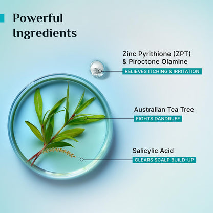 Pilgrim Australian Tea Tree Anti-Dandruff Unscented Conditioner For All Hair Type 200 millilitre | Smoothens Strands & Detangles Hair | Fights and Prevents Dandruff | For Men & Women