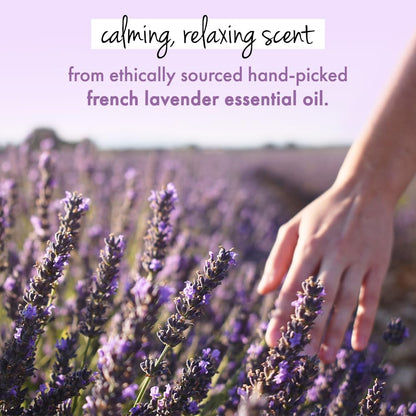 Hand touching lavender flowers with text about ethically sourced hand-picked French lavender essential oil.