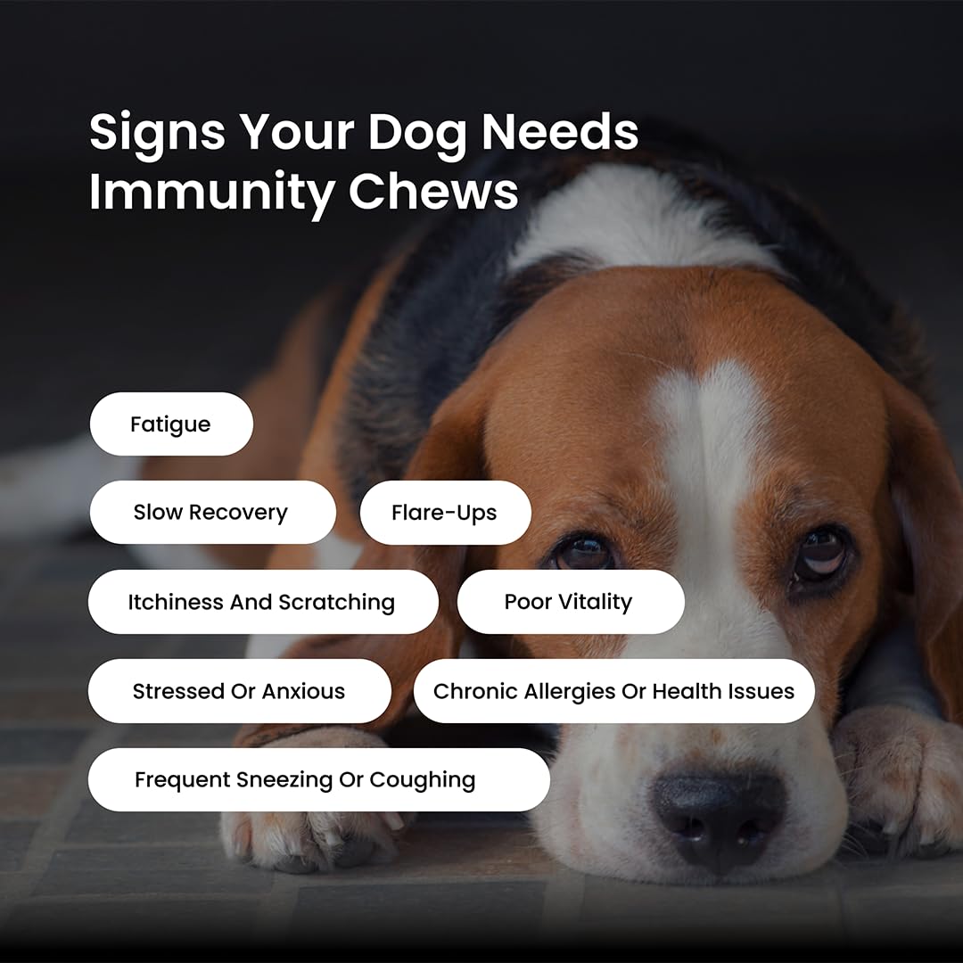 Absolut Pet Postbiotic Immunity Dog Chews, Allergy & Recovery | 90 Chews | Postbiotic chews that strengthen immunity, reduce allergies, aid recovery & improve nutrient absorption in dogs.