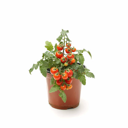 UGAOO Cherry Tomato Vegetable Seeds (Red, Pack of 200mg, 50 Seeds)