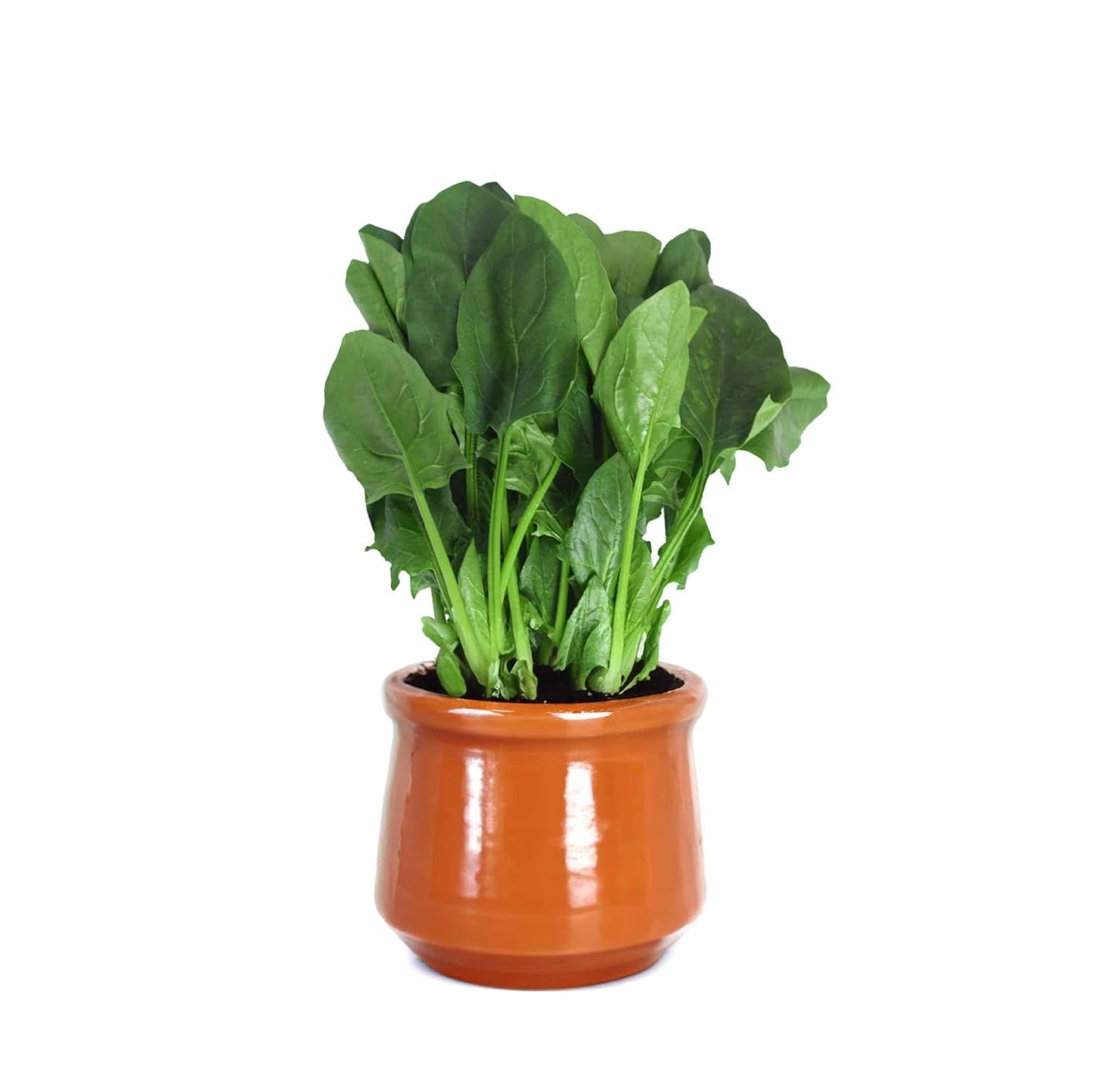 UGAOO Palak or Spinach Vegetable Seeds (Green, Pack of 16 g) -1700 Seeds