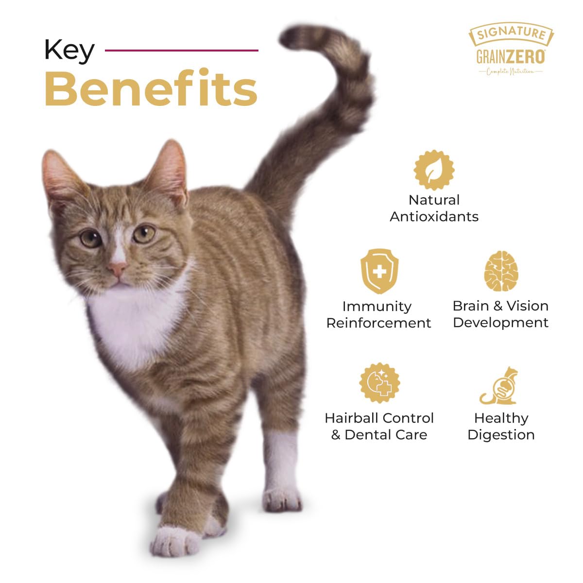 Grain Zero Adult Dry Cat Food 1.2kg | Ocean Fish, Sardine & Mackerel | 48% Fresh Fish Inclusion | Grain-Free & Gluten-Free | Promotes Healthy Skin & Coat | Suitable for All Breeds