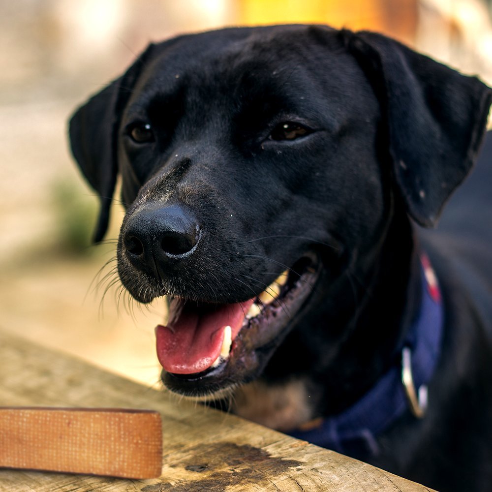 Dogsee Chew Bars for Dogs - Small Bars | 100% Natural Yak Chews | Smoke Dried | Long Lasting | Helps Fight Plaque & Tartar | Promotes Healthy Immune System (Pack of 1)
