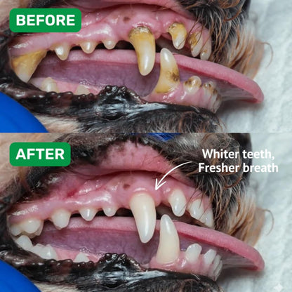 Absolut Pet Dental Chews for Dogs, Plaque, Tartar & Breath Aid | 30 Chews | Daily dental chews that reduce plaque & tartar build-up, freshen breath & support healthy gums in dogs.