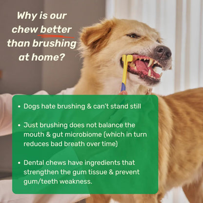 Absolut Pet Dental Chews for Dogs, Plaque, Tartar & Breath Aid | 30 Chews | Daily dental chews that reduce plaque & tartar build-up, freshen breath & support healthy gums in dogs.