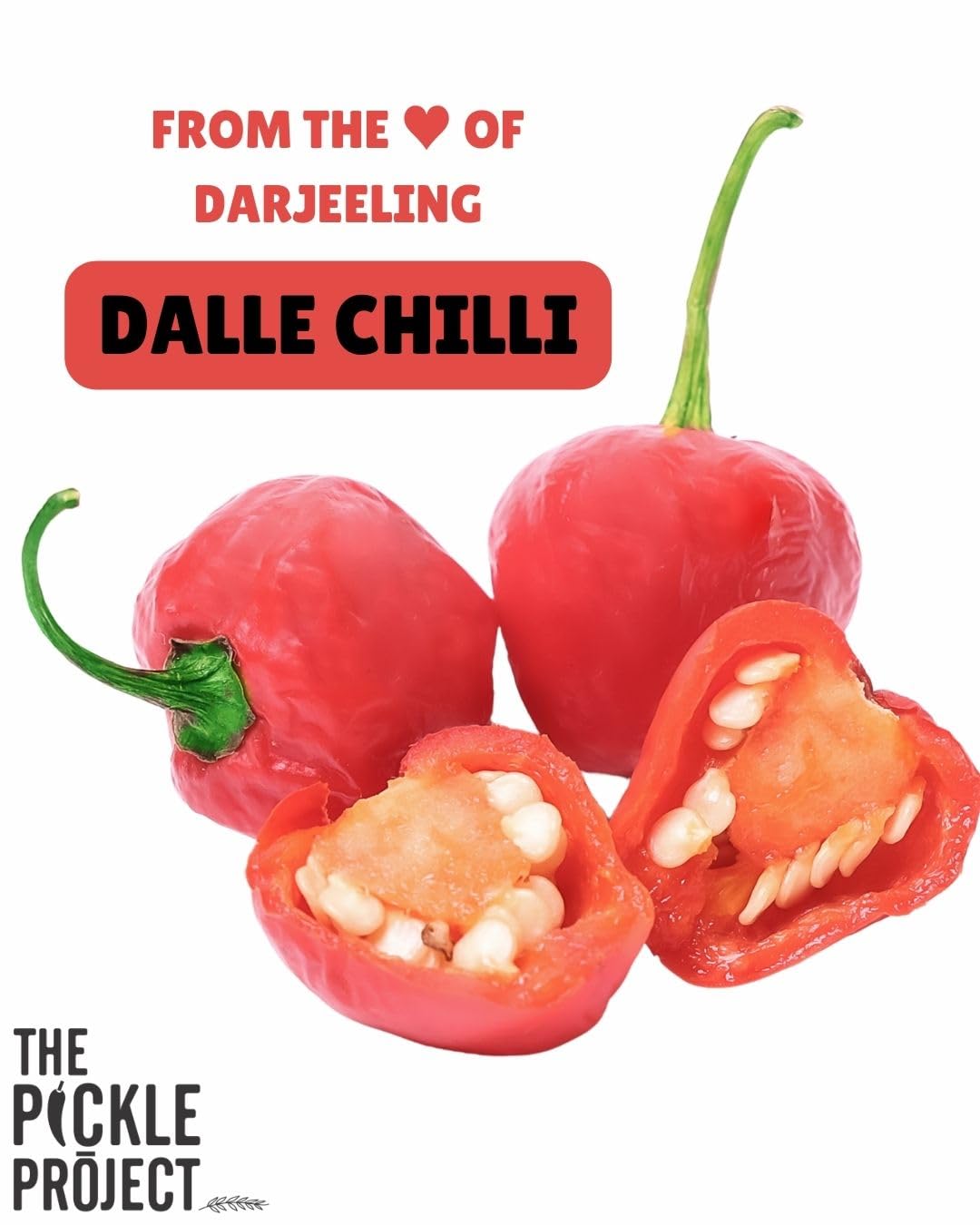 The Pickle Project Dalle Khursani Pickle 300g | Authentic Himalayan Red Chilli Achar in Mustard Oil | Handcrafted | No Preservatives | Darjeeling Special