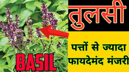 Namoorgaincs- Tulsi Seeds For eating - 150g - Manjari beej For Weightloss - Shyama Tulsi (Edible) - Krishna Basil Seeds