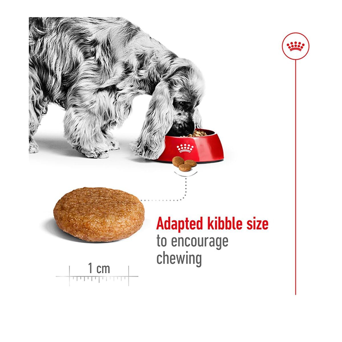 Royal Canin Medium Adult Dog Food, Dry Food, Provides Muscle Mass, Supports Complex Natural Defense & Optimal Health Support, 1 Kg
