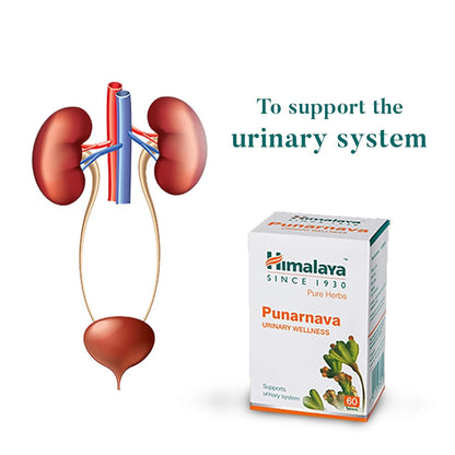 Himalaya Punarnava packaging with a diagram of kidneys and urinary system on a white background