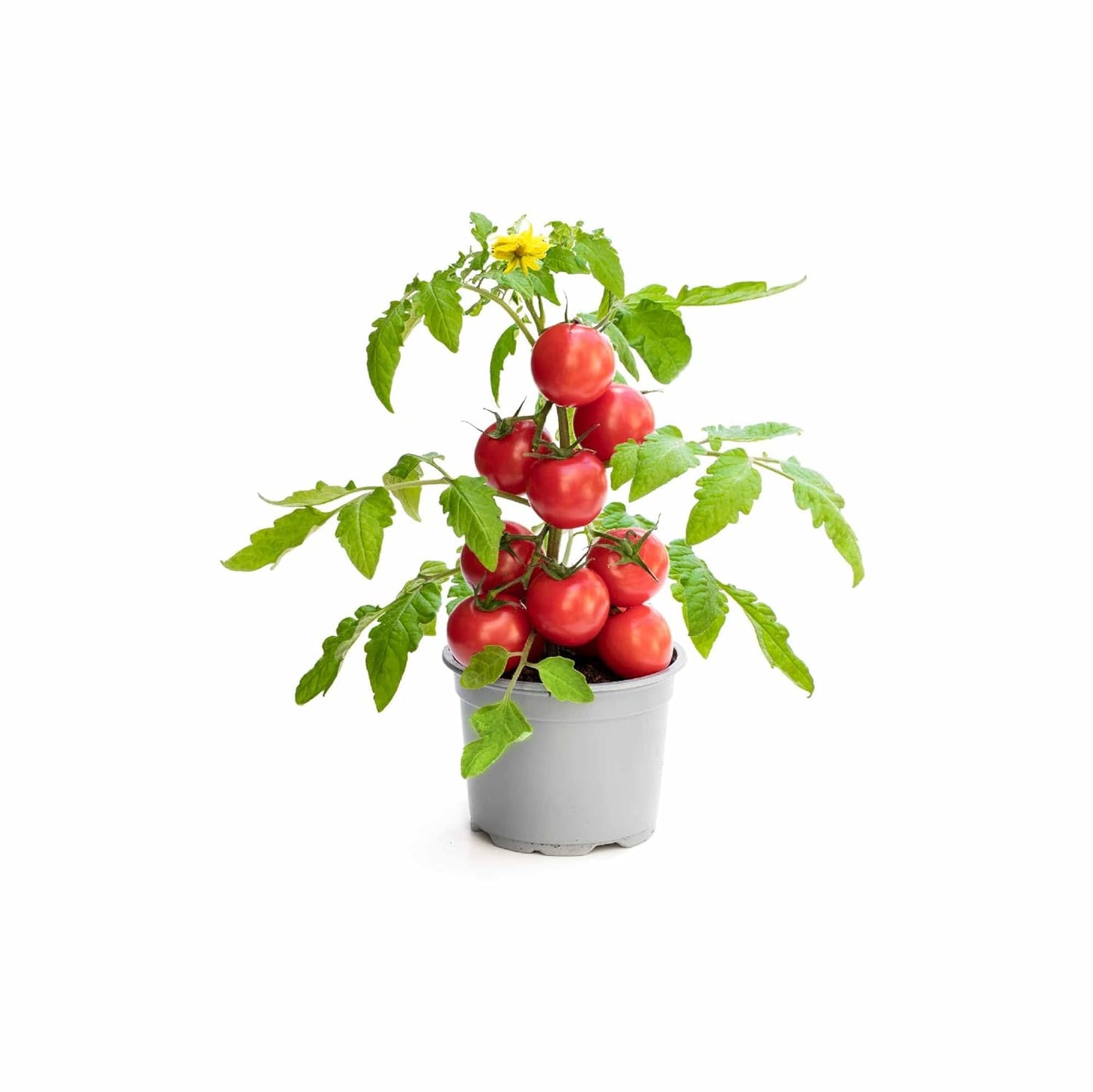 UGAOO Tomato Vegetable Seeds (Red, Pack of 600mg, 200 Seeds)