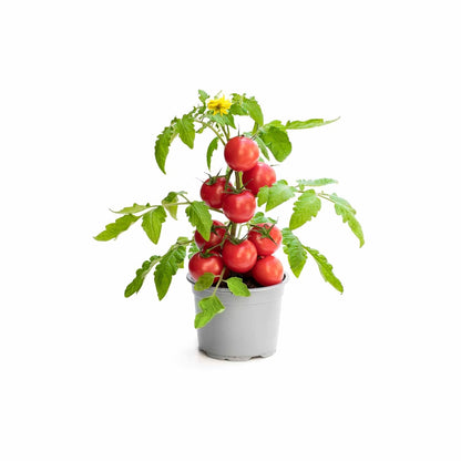 UGAOO Tomato Vegetable Seeds (Red, Pack of 600mg, 200 Seeds)