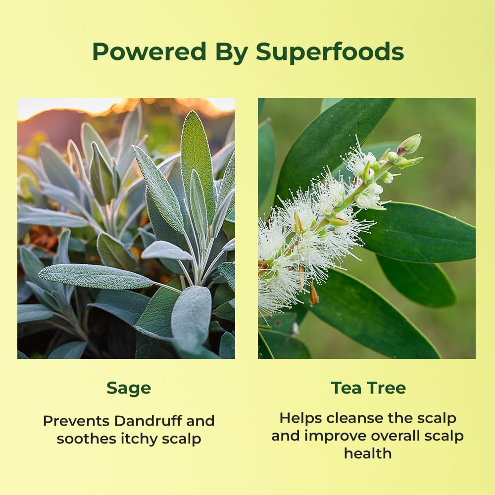 Two images of sage and tea tree with text on a yellow background.