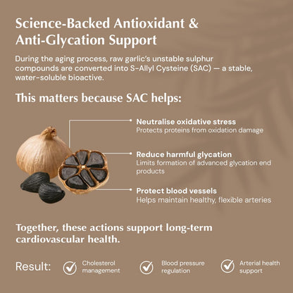 B'spoke Aged Black Garlic | Odourless Extract Standardized to 0.5% S-Allyl Cysteine (SAC) | Garlic Bulb Derived | Enhanced Bioavailability for Antioxidant & Cardiovascular Support | Gentle on Stomach