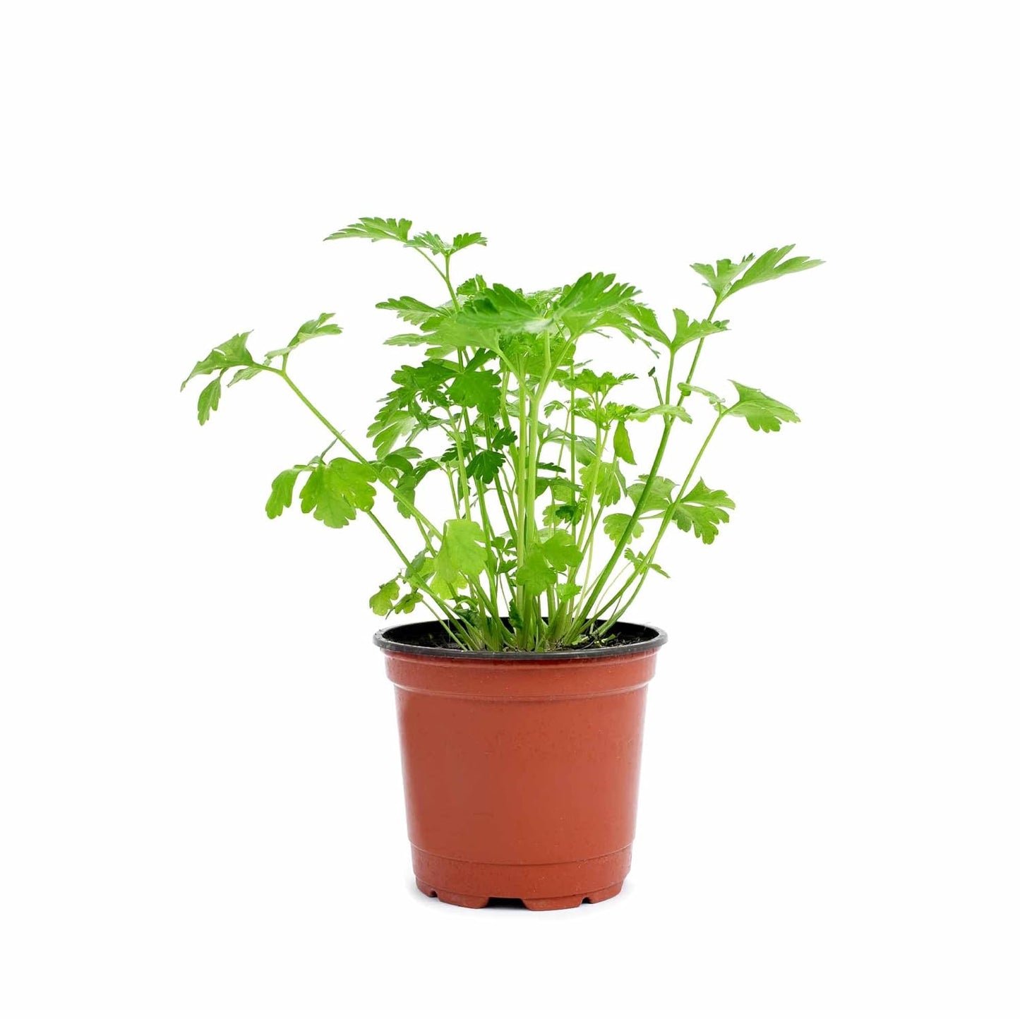 UGAOO Coriander Vegetable Seeds (Green, Pack of 6g)