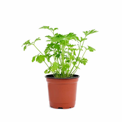 UGAOO Coriander Vegetable Seeds (Green, Pack of 6g)