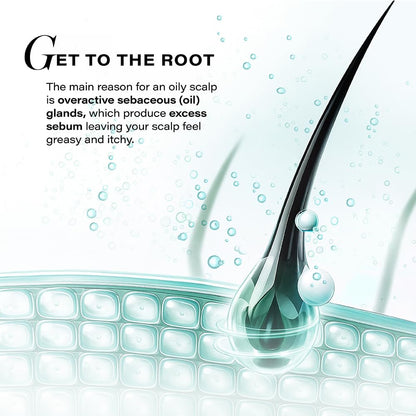 Illustration of a hair follicle with text about oily scalps and sebum production.