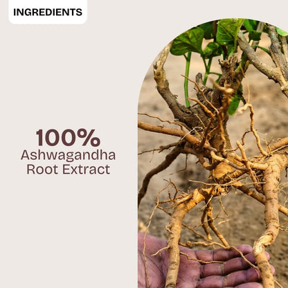 Hand holding an ashwagandha root with text '100% Ashwagandha Root Extract' on a light gray background