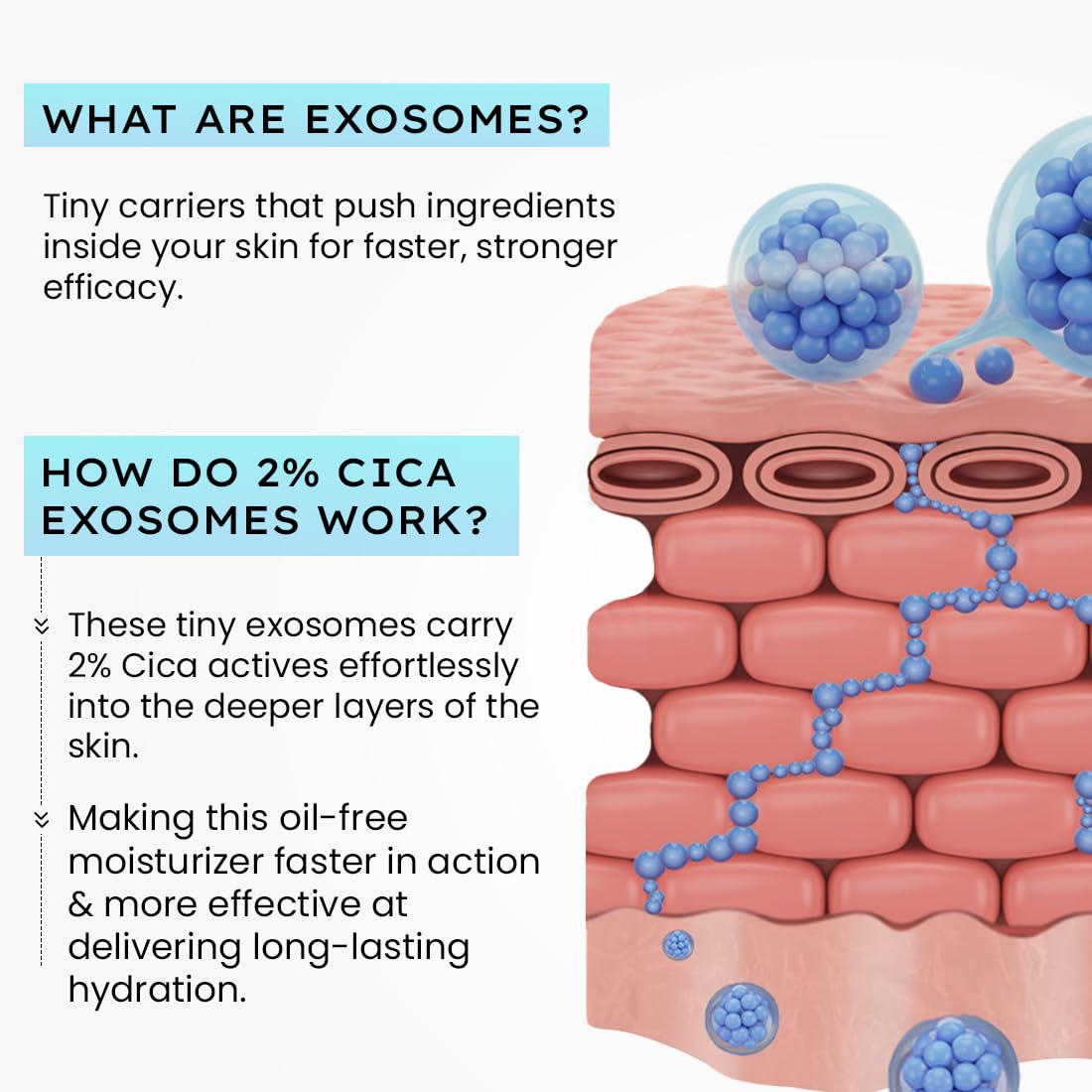 Diagram of exosomes in skin with text explaining their function.
