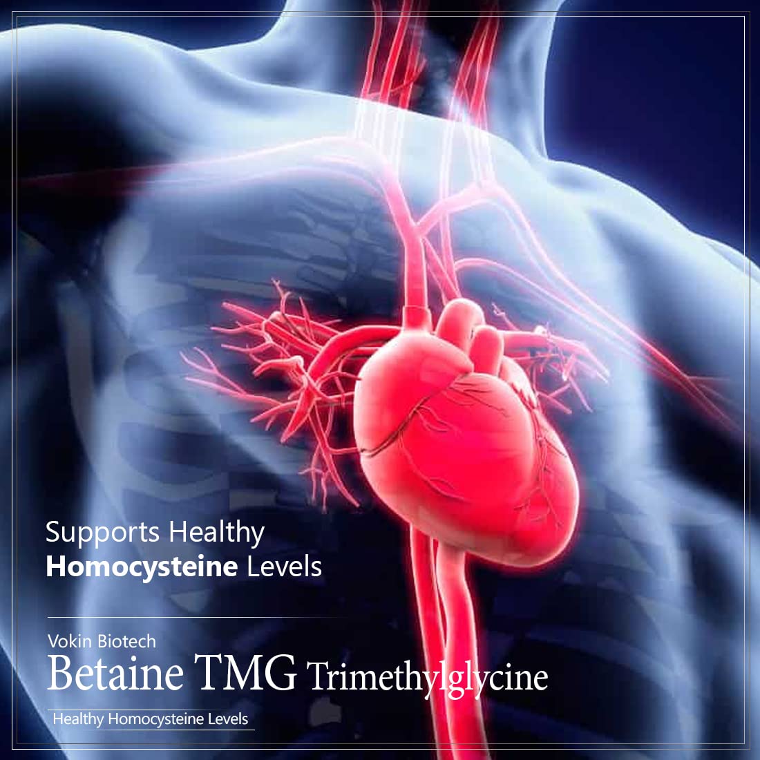 Illustration of a human heart with血管, labeled 'Vokin Biotech Betaine TMG Trimethylglycine' on a dark background.
