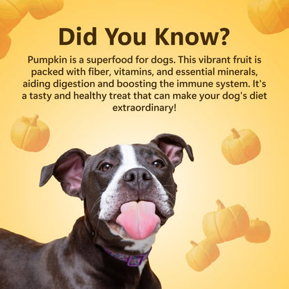 Pawfect Treats Nature's Munch Freeze-Dried Finest Pumpkin Treats for Dogs | Hypoallergenic Dog Treats, Grain-Free | Healthy Dog Treats (20 G),All Life Stages