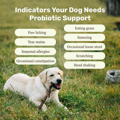 Absolut Pet Dog Supplement for Gut Health, Probiotics for Dogs That Reduces Scratching & Paw-Licking (30 Chews)