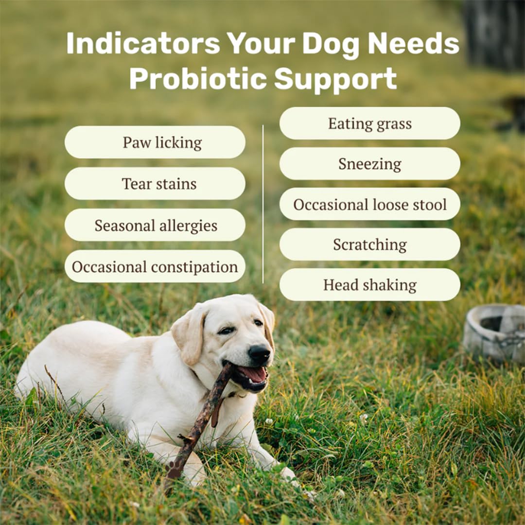 Absolut Pet Probiotic Chews for Dogs, Gut Health & Itch Relief | 60 Chews | Daily probiotic support for digestion & balanced gut flora; helps reduce scratching, paw-licking & itching in dogs.