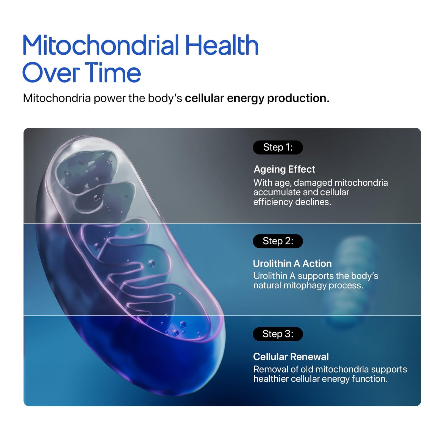 Diagram of mitochondrial health over time with a focus on cellular energy production.